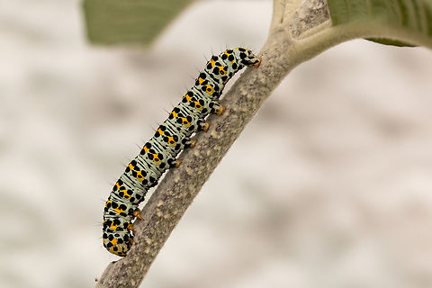 Mullein moth caterpillar Munching on my butterfly bush. Cucullia verbasci,Geotagged,Mullein moth,Spring,United Kingdom,caterpillars,moths