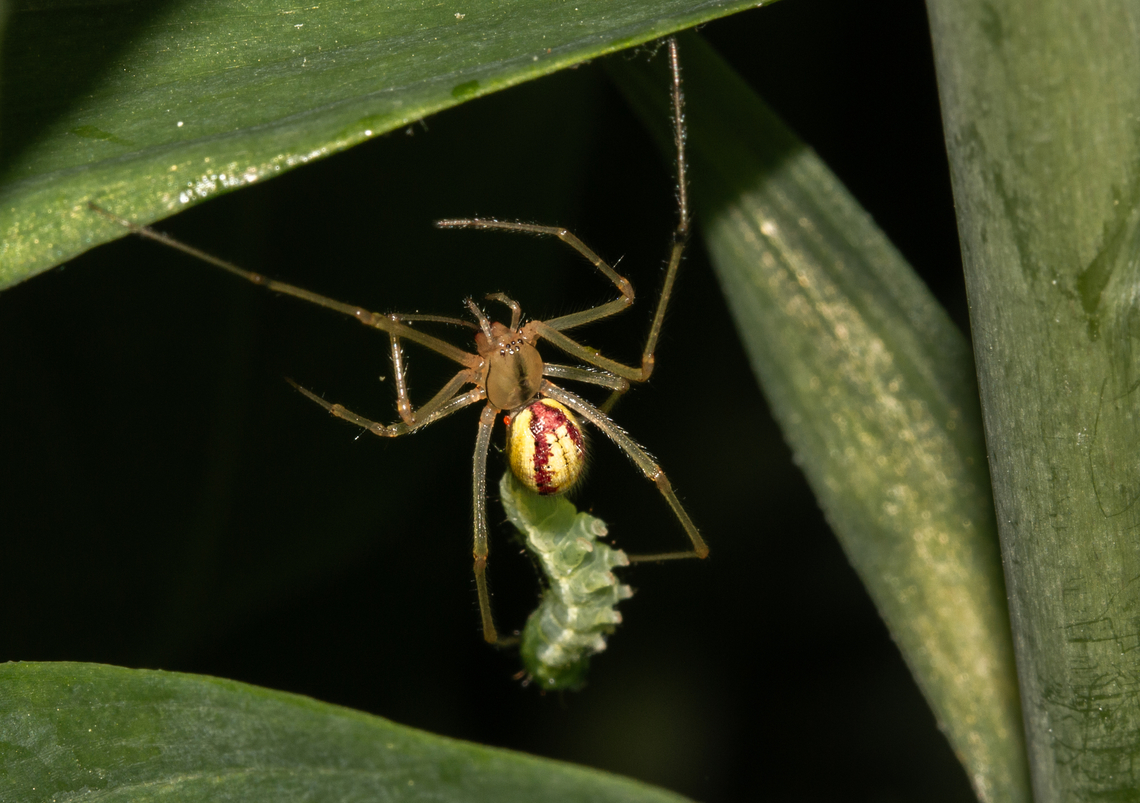 Enoplognatha ovata, form redimita Having just caught itself a supper of a small caterpillar (species unknown, possibly a small moth). Common Candy-striped Spider,Enoplognatha ovata,Geotagged,Spring,United Kingdom,predators,spiders