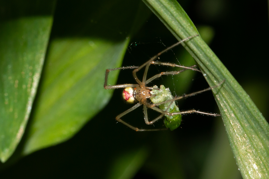 Enoplognatha ovata, form redimita Front view of the Candy stripe spider showing eye formation. Common Candy-striped Spider,Enoplognatha ovata,Geotagged,Spring,United Kingdom,predators,spiders