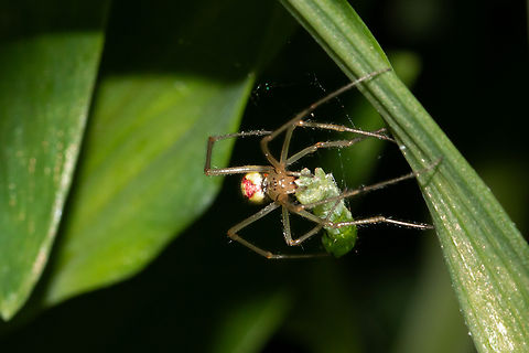 Enoplognatha ovata, form redimita Front view of the Candy stripe spider showing eye formation. Common Candy-striped Spider,Enoplognatha ovata,Geotagged,Spring,United Kingdom,predators,spiders