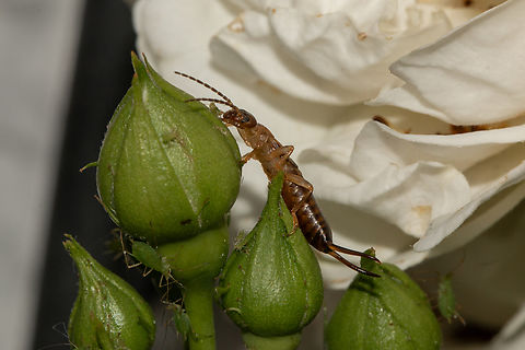 Earwig feasting on aphids  Chelidurella Acanthopygia,European earwig,Forficula auricularia,Geotagged,Insects,Spring,United Kingdom