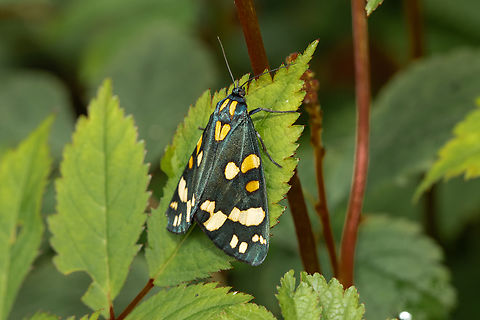 Scarlet tiger  Callimorpha dominula,Geotagged,Scarlet Tiger Moth,Spring,United Kingdom,moths