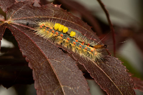 Vapourer moth larvae  Geotagged,Orgyia antiqua,Rusty tussock moth,Summer,United Kingdom,moths