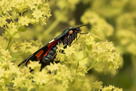 Scarlet tiger moth  Callimorpha dominula,Geotagged,Scarlet Tiger Moth,Summer,United Kingdom,moths