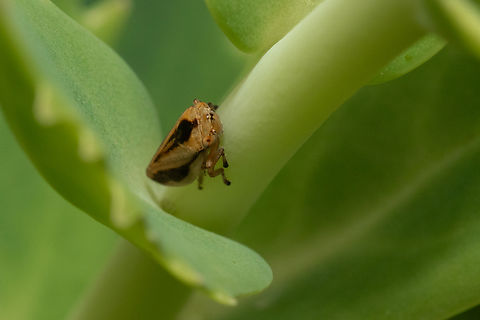 Froghopper  Geotagged,Meadow Spittlebug,Philaenus spumarius,Summer,United Kingdom,froghoppers