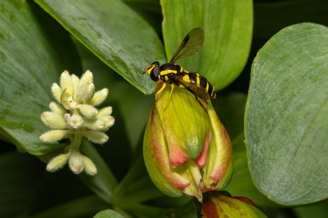 Xanthogramma pedissequus (female) There are only three species of Xanthogramma, two of which are difficult to tell apart. However I was lucky that an expert managed to confirm an ID.<br />
This was my first sighting of one these brightly coloured hoverflies, so very happy to find it in my garden. Geotagged,Hoverflies,Insects,Philhelius pedissequus,Summer,United Kingdom,Xanthogramma,wales