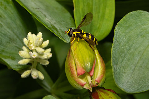Xanthogramma pedissequus (female) There are only three species of Xanthogramma, two of which are difficult to tell apart. However I was lucky that an expert managed to confirm an ID.
This was my first sighting of one these brightly coloured hoverflies, so very happy to find it in my garden. Geotagged,Hoverflies,Insects,Philhelius pedissequus,Summer,United Kingdom,Xanthogramma,wales