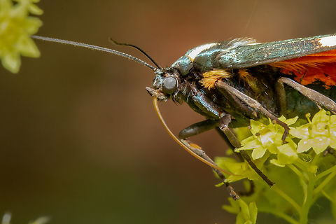 Scarlet tiger moth, head shot  Callimorpha dominula,Geotagged,Scarlet Tiger Moth,Summer,United Kingdom,moths