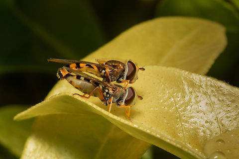 Making more hoverflies!  Eupeodes corollae,Geotagged,Migrant Hover Fly,Summer,United Kingdom,Wales,hoverflies