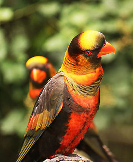 Dusky Lory  Dusky Lory,Geotagged,Pseudeos fuscata,South Africa,Summer,birds,parrots