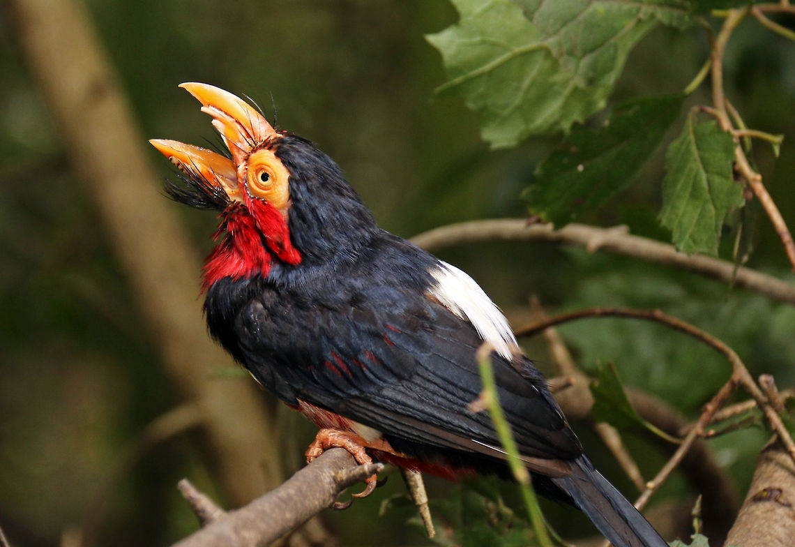 Bearded Barbet  Bearded Barbet,Geotagged,Lybius dubius,South Africa,Summer,africa,birds