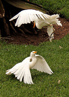 Fight! These egrets were in a little dispute over some food! Bubulcus ibis,Cattle Egret,Geotagged,South Africa,Summer,africa,birds
