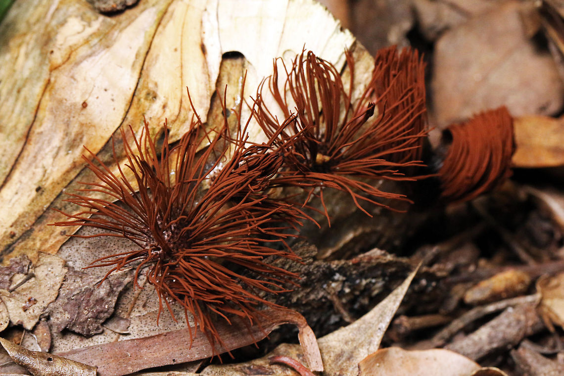Chocolate tube slime mold Found this in the woods near the house this evening, absolutely no idea what it is! About 4cm diameter and around 3cm high max. Very odd, but the other one is even odder! Chocolate tube slime mold,Geotagged,South Africa,Stemonitis splendens,Summer