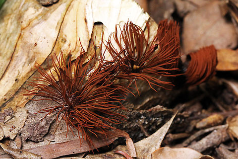 Chocolate tube slime mold Found this in the woods near the house this evening, absolutely no idea what it is! About 4cm diameter and around 3cm high max. Very odd, but the other one is even odder! Chocolate tube slime mold,Geotagged,South Africa,Stemonitis splendens,Summer