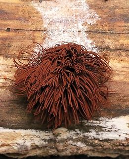 Sea anemone inland??? Another of the weird things growing in the woods. Sorry, not the clearest of photos as it is getting dark, tomorrow promises rain so I did not want to lose it! No idea what this is, it is even the size of the anemone you get in europe, around 3-4 cm diameter. The white stuff at the back is a sort of slime.  Chocolate tube slime mold,Geotagged,Stemonitis splendens,Winter
