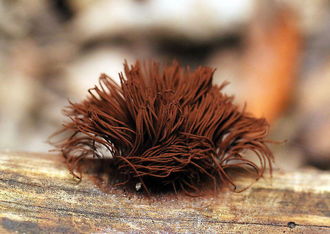 Chocolate tube slime mold Another view of the weird thing growing in the woods Chocolate tube slime mold,Geotagged,South Africa,Stemonitis splendens,Summer