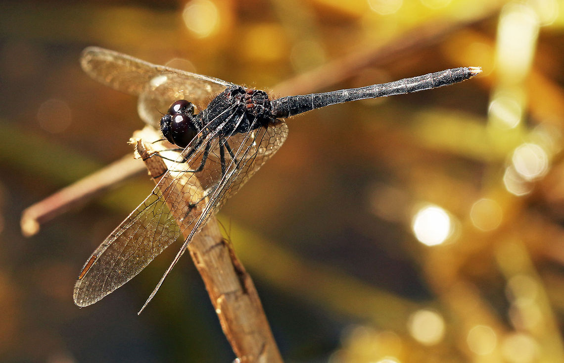 Black Percher  Diplacodes lefebvrii,Fall,Geotagged,South Africa,dragonflies,odonata,south africa