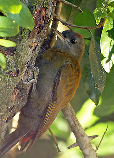 Olive Woodpecker  Geotagged,Mesopicos griseocephalus,Olive Woodpecker,South Africa,Summer,birds,south africa