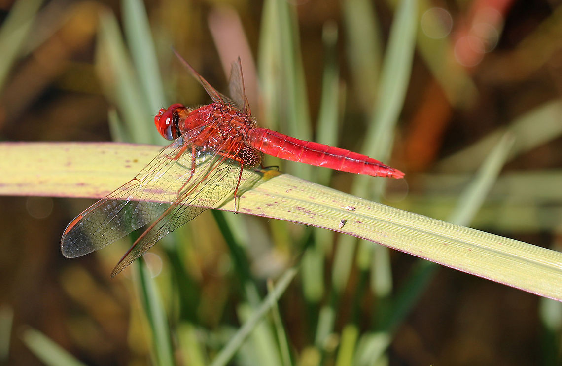 Red Basker  Fall,Geotagged,South Africa,Urothemis assignata,dragonflies,south africa