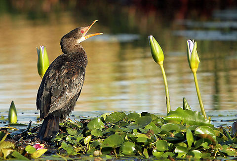 Reed Cormorant  Fall,Geotagged,Microcarbo africanus,Reed Cormorant,South Africa,birds,water birds