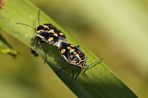 Bagrada Bug A major pest of crops such as cabbages etc. This pair was found on just some grass with no crops nearby so I was happy to be able to just enjoy its beauty without worry! Bagrada hilaris,Fall,Geotagged,Pentatomidae,Pentatomoidea,South Africa,Stenozygum,Strachiini,bagrada hilaris,bugs,insects