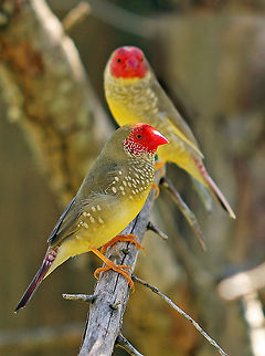 Star Finch Pretty little finch native to Western and Northern Australia.  Fall,Geotagged,Neochmia ruficauda,South Africa,Star Finch,birds,finches