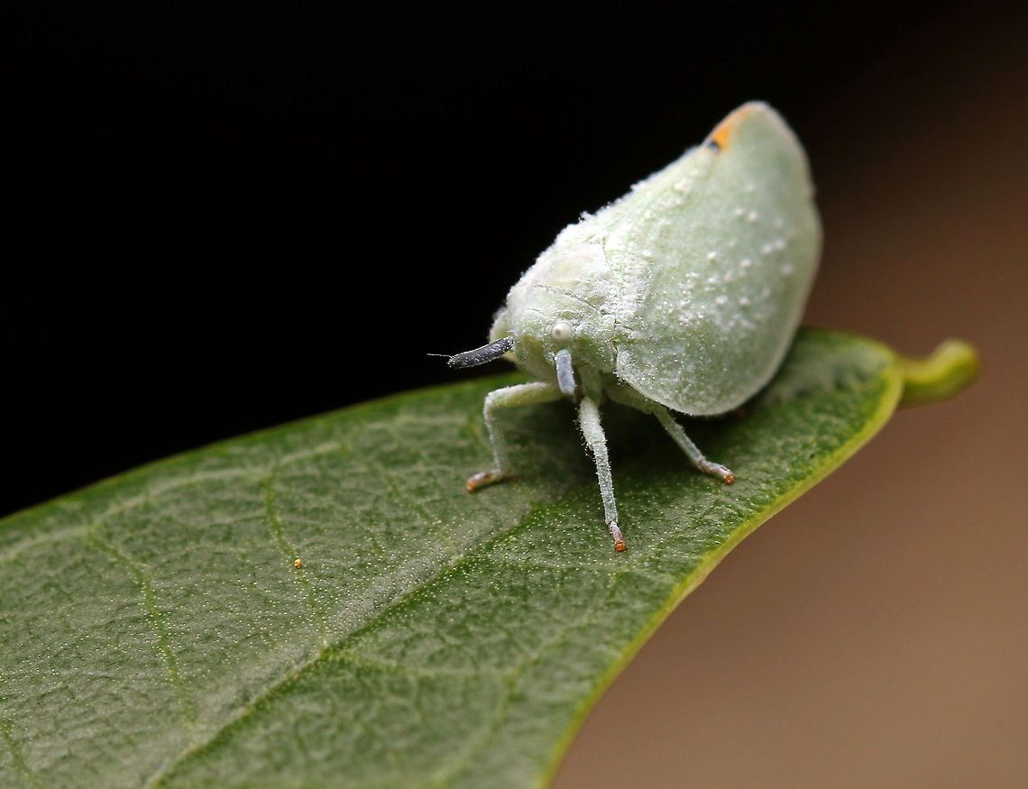 Plant hopper? I am afraid this one has been bugging (sorry) me for a while. I think it is some kind of Flatidae but really not certain. It was tiny if I remember correctly. Acyrthosiphon pisum,Beech blight aphid,Geotagged,Grylloprociphilus imbricator,Pea aphid,South Africa,Summer