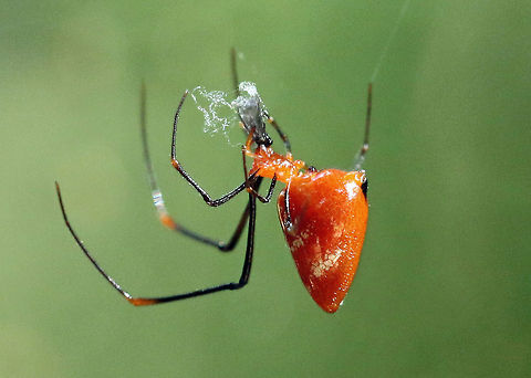 Male Black-legged Golden Orb-web spider There were several of these males on the web, all waiting patiently! Black-legged Nephila,Fall,Geotagged,Nephila fenestrata,South Africa,Spiders