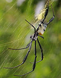 Black-legged Golden Orb-web spider There are only three species of Nephila in South Africa and this one is widespread throughout the country. The males are much smaller than the females and sneak up on the females while they are busy eating. Copulation can take as long as 15 hours, he then sneaks away again as if nothing happened. The young spiderlings cannibalise each other and then disperse. Despite their formidable appearance it is very unlikely for people to get bitten by these spiders and although their bite can be painful, it is not dangerous. Black-legged Nephila,Fall,Geotagged,Nephila fenestrata,South Africa,Spiders