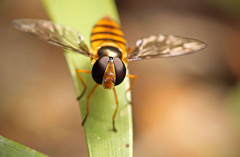 Hoverfly, front view  Asarkina africana,Fall,Geotagged,South Africa,insects
