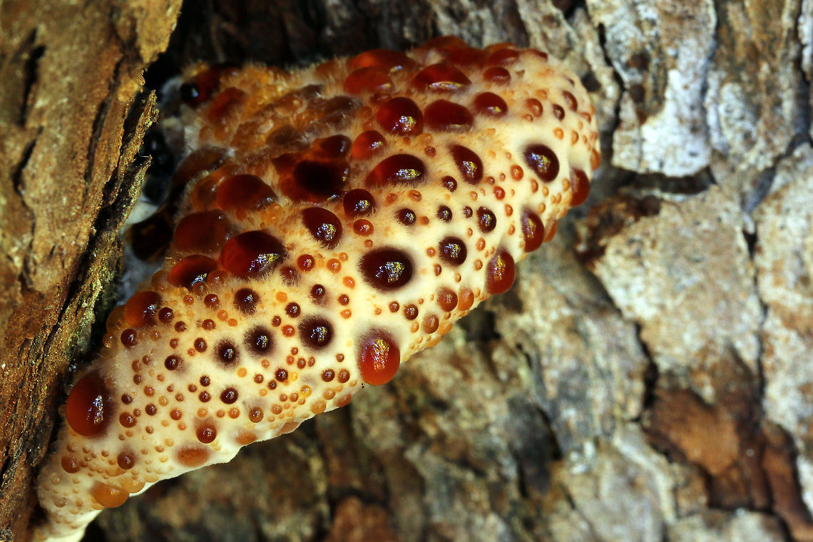Jewel of the Forest I wasn&#039;t sure of the specie at first and Wiki does not list it as being in South Africa so I sent the photo off to a fungi expert in this country and he confirmed it is indeed the Bleeding Tooth or Devil&#039;s Tooth fungus. What unfortunate names for something so beautiful! Geotagged,Hydnellum peckii,South Africa,fungi