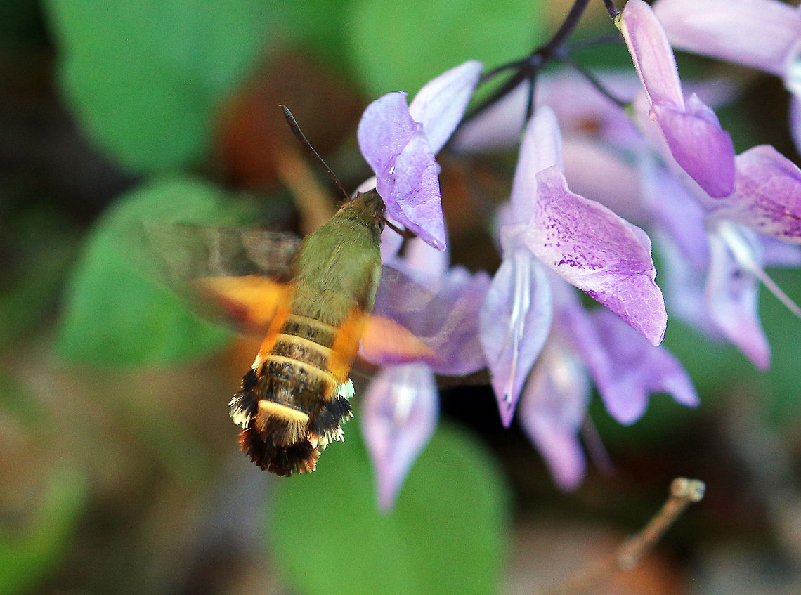 Hummingbird Moth This little beauty appeared very briefly in the garden today. Sorry it is not the best photo but this thing is super fast! They feed on the wing, just like hummingbirds. Fall,Geotagged,Macroglossum trochilus,South Africa,moth,moths,south africa