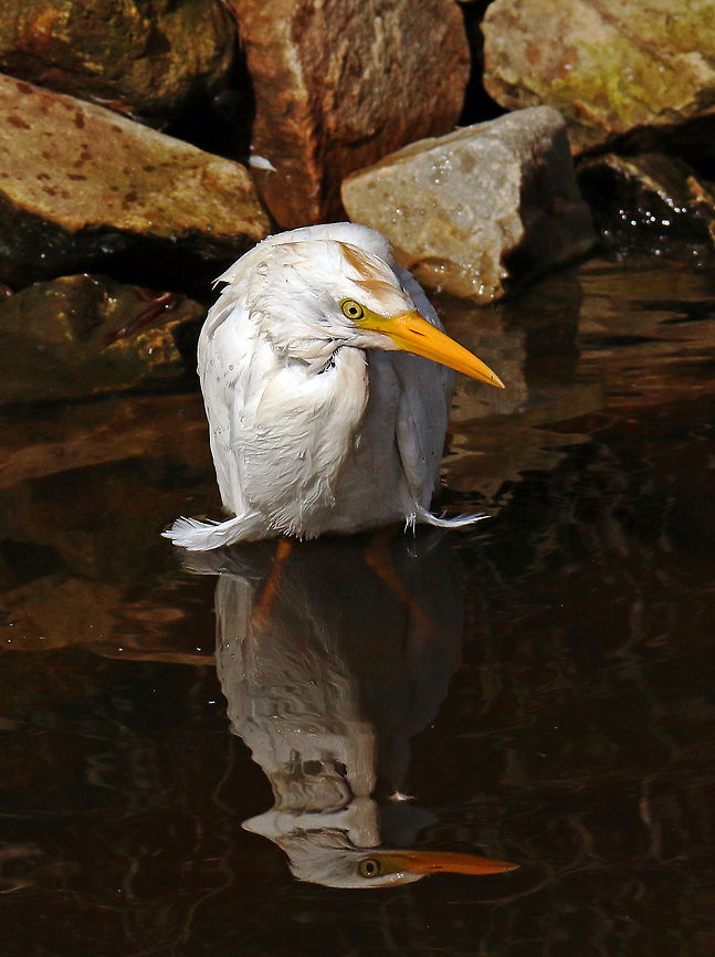 Egret There is only one thing to do on a hot day - take a cool bath! Bubulcus ibis,Cattle Egret,Fall,Geotagged,South Africa,birds
