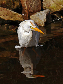 Egret There is only one thing to do on a hot day - take a cool bath! Bubulcus ibis,Cattle Egret,Fall,Geotagged,South Africa,birds