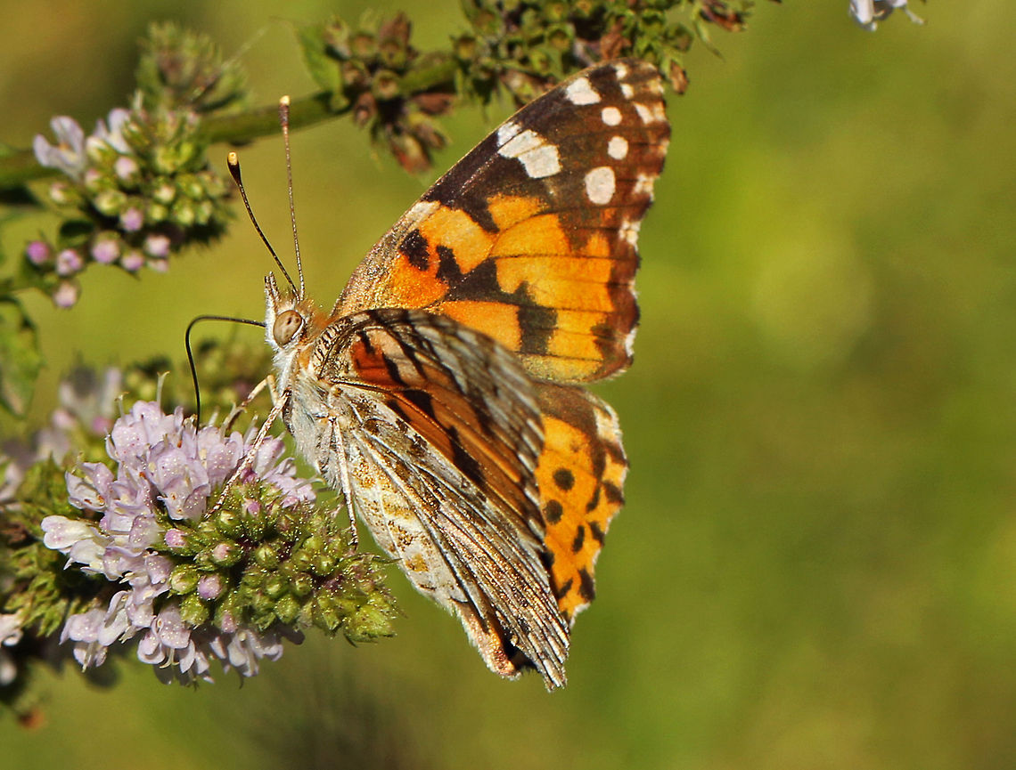 Painted Lady Feasting on the flowers of garden mint Fall,Geotagged,Painted Lady,South Africa,Vanessa cardui,butterflies,south africa