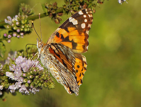 Painted Lady Feasting on the flowers of garden mint Fall,Geotagged,Painted Lady,South Africa,Vanessa cardui,butterflies,south africa