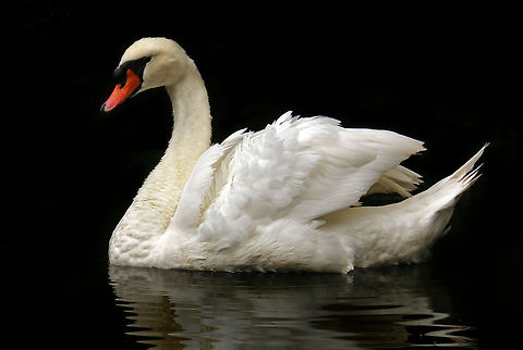 Mute Swan  Cygnus olor,Geotagged,Mute Swan,South Africa,Summer,Water Birds,birds