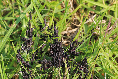 Young Milkweed locust nymphs Found these today en-mass, only about 1cm long so pretty young at this stage. Every time I cast a shadow though, they disappeared quickly into the grass, then re-emerged when they thought it was safe. African bush grasshopper,Fall,Geotagged,Leprous grasshopper,Phymateus leprosus,South Africa