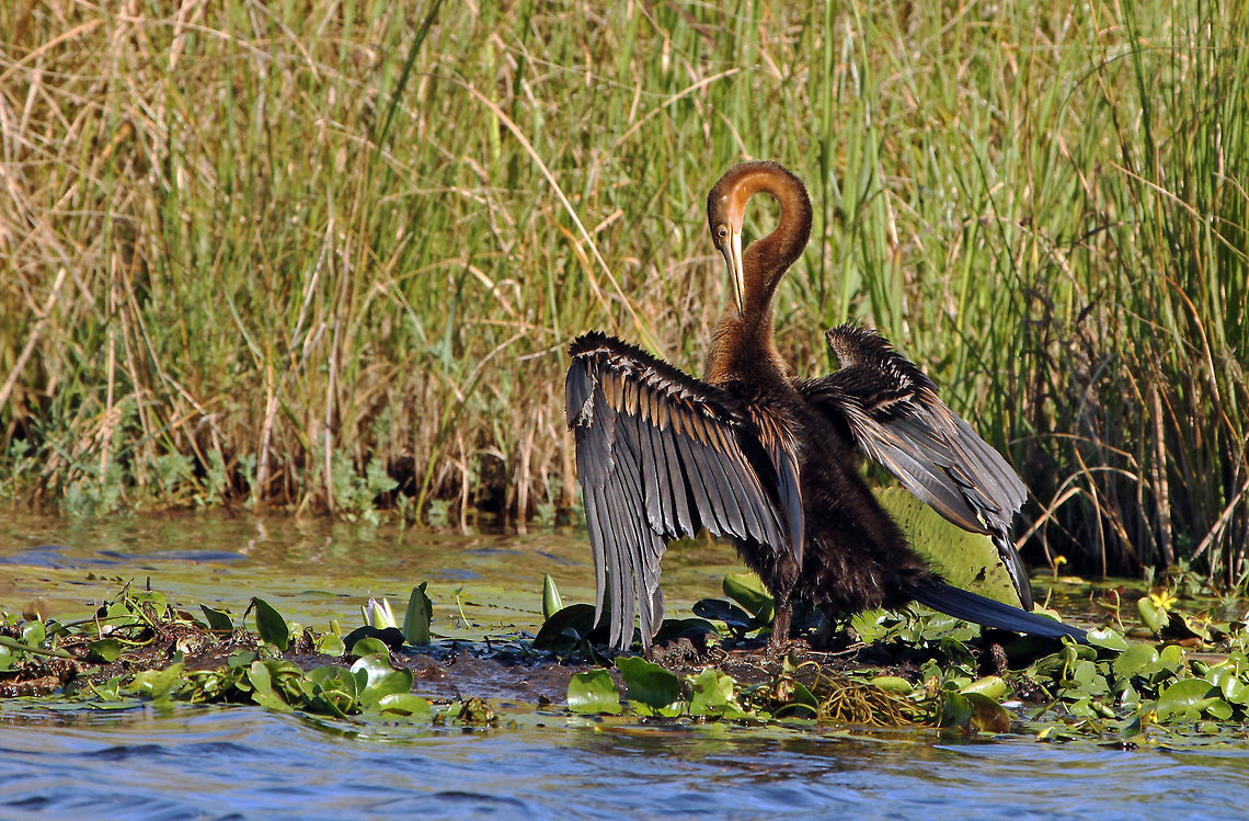 African Darter Drying its wings African Darter,Anhinga rufa,Fall,Geotagged,South Africa,birds,south africa