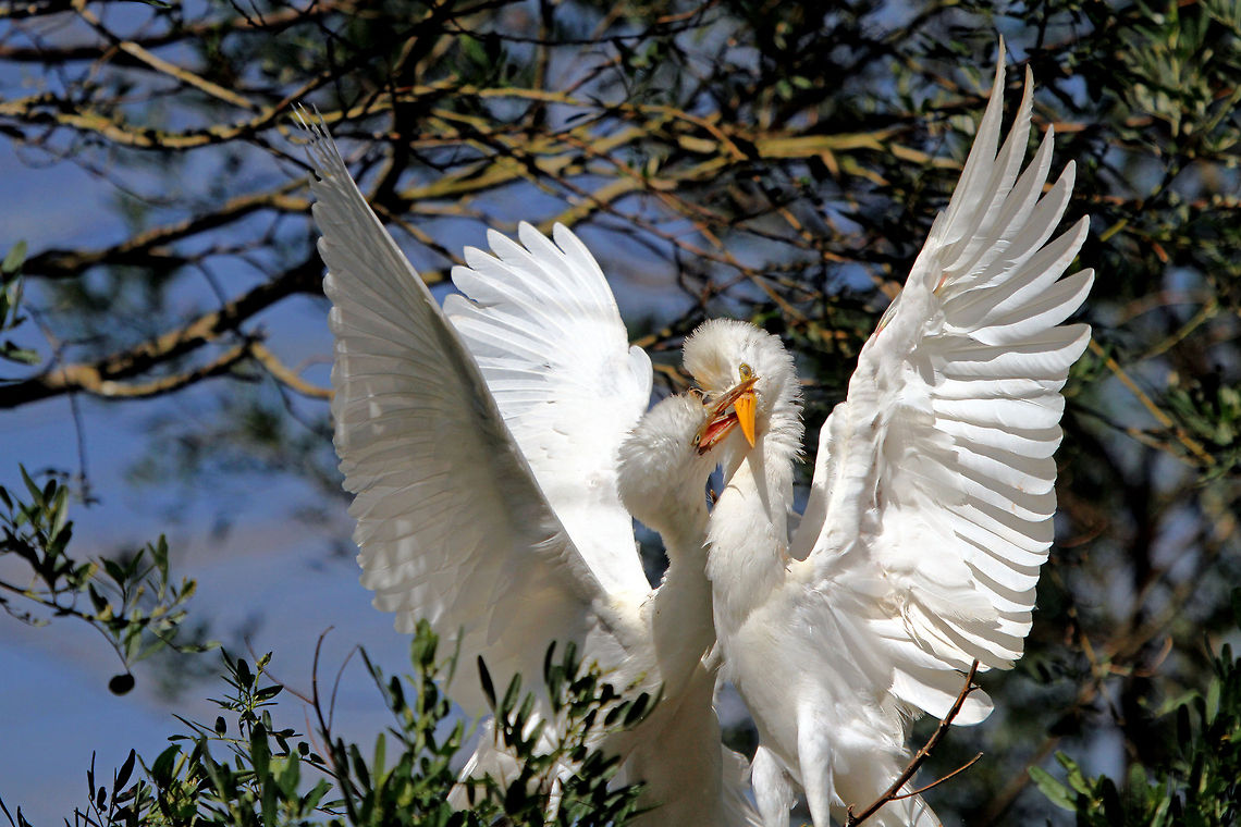 Feed me! Young cattle egret trying to coax food from its Mother Bubulcus ibis,Cattle Egret,Fall,Geotagged,South Africa,birds