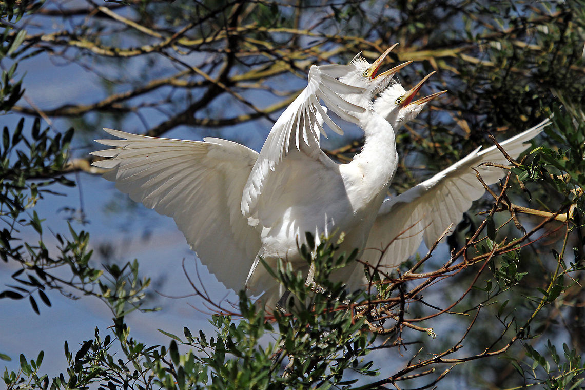 Twins! Poor Mum! Bubulcus ibis,Cattle Egret,Fall,Geotagged,South Africa,birds
