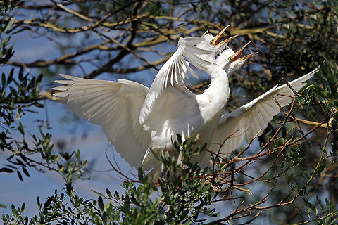 Twins! Poor Mum! Bubulcus ibis,Cattle Egret,Fall,Geotagged,South Africa,birds