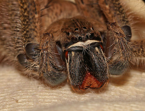 Rain Spider I found this little beauty on the bed this morning and it thankfully obliged me to sit still long enough for me to take a photo. Rain Spiders are part of the Huntsman group of spiders and although their bite can be a little painful, they are not dangerous. Common rain spider,Fall,Geotagged,Palystes superciliosus,South Africa,south africa,spiders