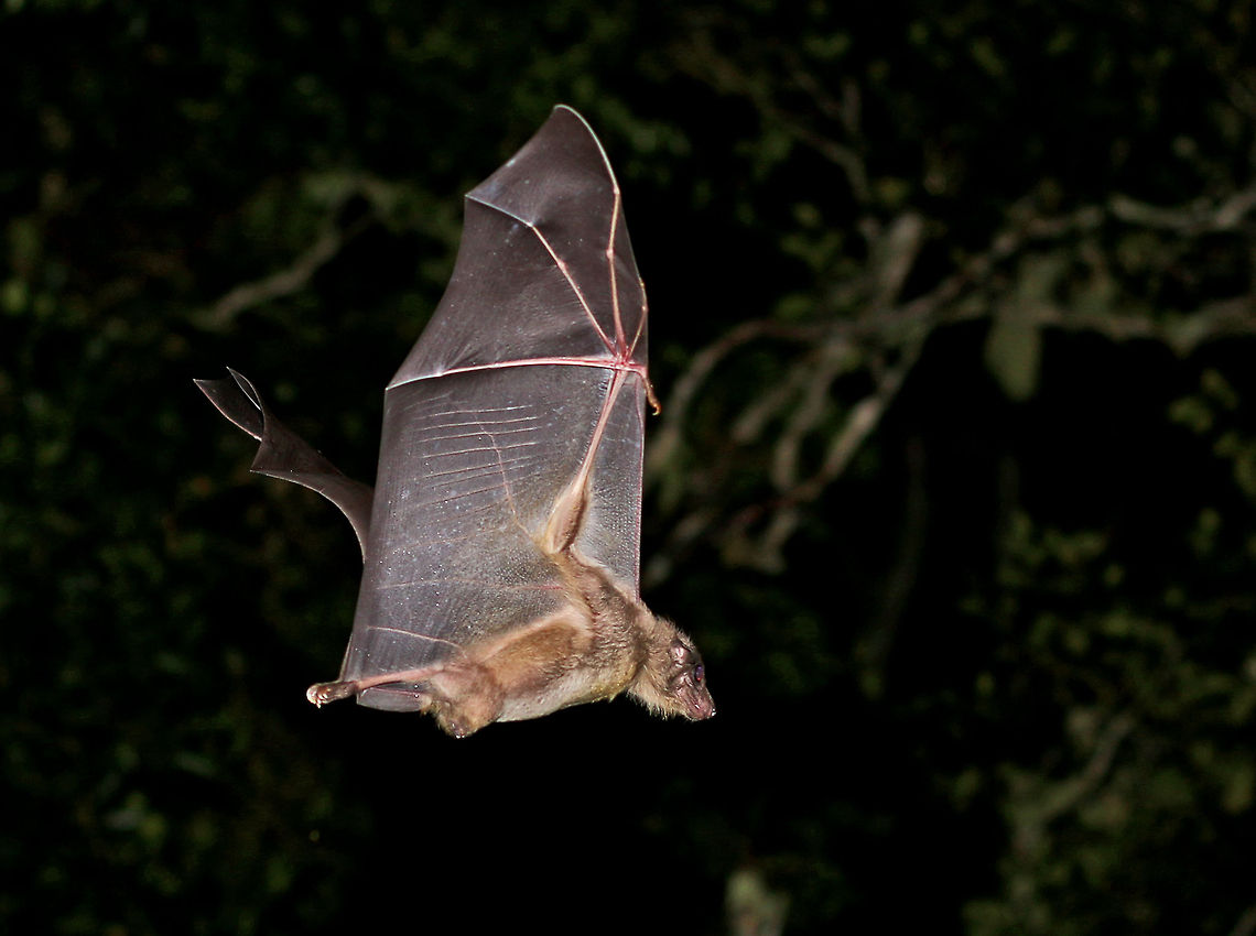 Epauletted fruit bat Still trying to perfect the shot, but getting better! Epomophorus crypturus,Fall,Geotagged,Peterss Epauletted Fruit Bat,South Africa,bats,mammals,nocturnal,south africa