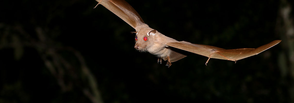 Fruit bat (almost) full width! Shame I nicked a bit of his wing off, but I wanted to show you that beautiful face! Epomophorus crypturus,Fall,Geotagged,Peterss Epauletted Fruit Bat,South Africa,bats,mammals,nocturnal,south africa