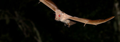 Fruit bat (almost) full width! Shame I nicked a bit of his wing off, but I wanted to show you that beautiful face! Epomophorus crypturus,Fall,Geotagged,Peterss Epauletted Fruit Bat,South Africa,bats,mammals,nocturnal,south africa