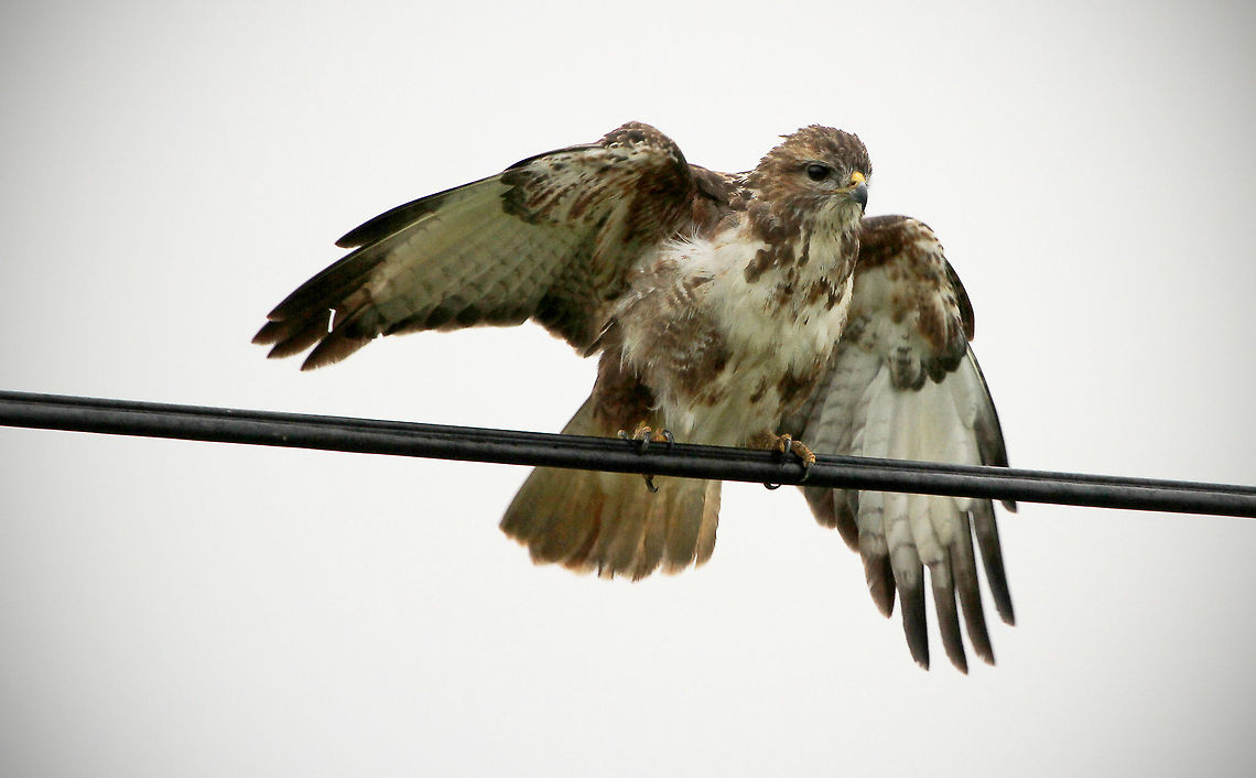 Forest buzzard On my way to work I saw this beauty perched on the phone wires, I did a quick turnaround, grabbed a camera and luckily it was still there. Allowed me to take a few shots before it flew off again. We get a lot of raptors around here but rarely do I see them this close! :) Buteo oreophilus,Geotagged,Mountain Buzzard,South Africa,birds,raptors