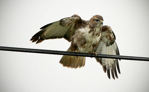 Mountain Buzzard