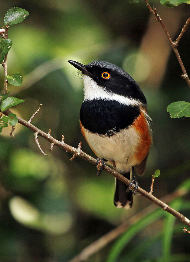 Cape Batis - male These are usually very difficult to photograph in my garden, but this one just posed for me. Happy! The other photo in this series the the female, so great, now we have them both! Batis capensis,Cape Batis,Fall,Geotagged,South Africa,birds