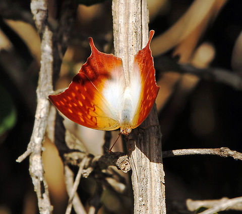 Pearl Charaxes Also known as a Pearl Emperor. This is a male Charaxes varanes varanes which is indigenous to the Western Cape area of South Africa Charaxes varanes,Fall,Geotagged,Pearl Emperor,South Africa,butterflies,charaxes,south africa